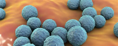 enterococcus faecium pronunciation|Enterococcus faecium .